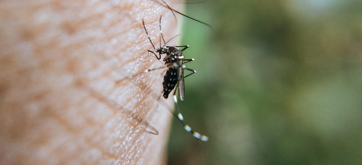 登革熱傳染途徑病媒蚊